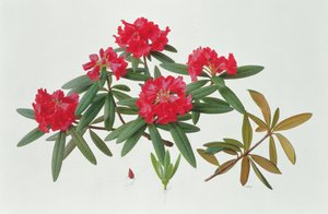 Rhododendron Microgynum av Raymond Booth