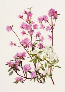 Rhododendron dauricum (olja på papper) av Raymond Booth