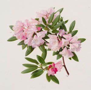 Rhododendron maculiferum anwheiense av Raymond Booth