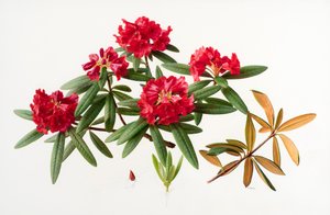 Rhododendron microgynum av Raymond Booth