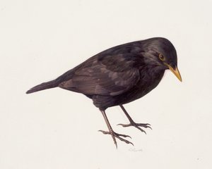 Studie av en koltrast (olja på papper) av Raymond Booth
