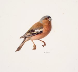 Studie av en bofink (olja på papper) av Raymond Booth
