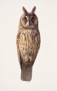 Studie av en hornuggla (olja på papper) av Raymond Booth