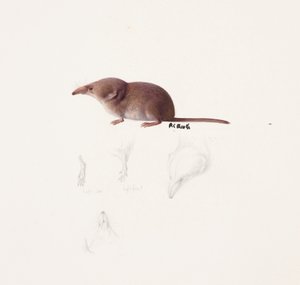 Studie av en näbbmus (olja och blyerts på papper) av Raymond Booth