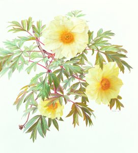 Tree Paeony "Silver Sails", 2000 (olja på papper)