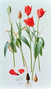 Tulpan amabilis av Raymond Booth