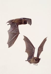 Två studier av en pipistrellfladdermus (olja på papper)