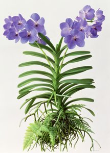 Vanda Rothschildiana av Raymond Booth