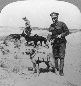 Första hjälpen-hundar, första världskriget, c1914-c1918 av Realistic Travels Publishers