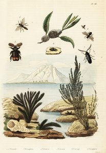 Alger, bi, geting och grodhoppa., 1834-1839 (gravyr) av Regina Catherine Carey