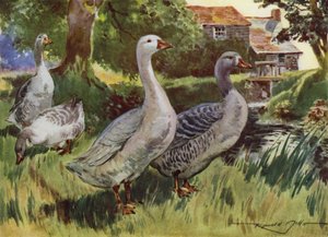 Illustration för My Farm (färg litho) av Reginald Mills