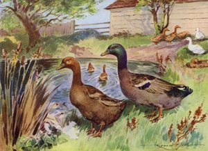 Illustration för My Farm (färg litho)