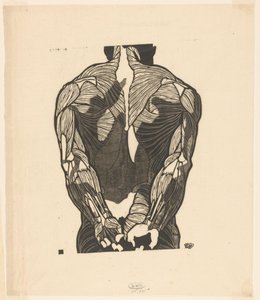 Anatomisk studie av en mans ryggmuskler