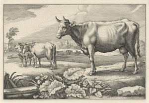 Betesmark med kor Diversa Animalia Quadrupedia (serietitel)