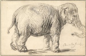 En elefant, 1637 av Rembrandt van Rijn