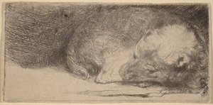 Sovande valp av Rembrandt van Rijn