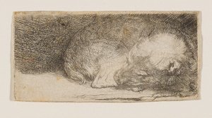 Sovande valp av Rembrandt van Rijn