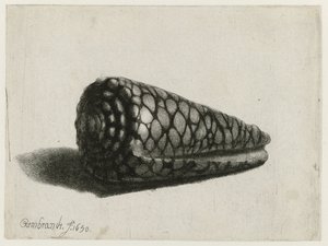 Skalet (Conus marmoreus) Skalet av Rembrandt van Rijn