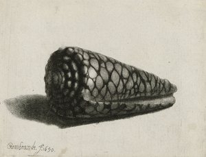 Snäckan (Conus marmoreus), 1650 av Rembrandt van Rijn