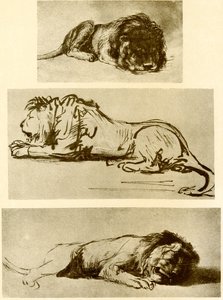 Tre lejonstudier av Rembrandt van Rijn