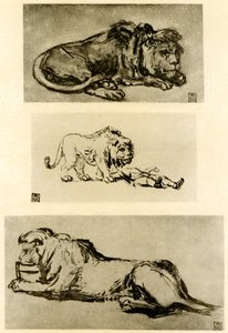 Tre lejonstudier av Rembrandt van Rijn