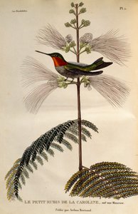 Ruby-throated Hummingbird (Archilochus colubris), gravyr från Les trochilidees ou les colibris et les oiseaux-mouches av René Primevère Lesson