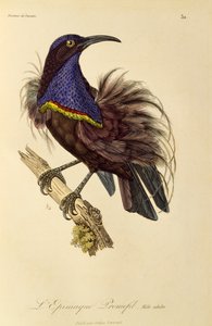 Vuxen hane från Paradise Riflebird (Ptiloris paradiseus), gravyr från Natural History of Birds of Paradise och Epimagues