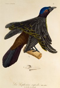 Vuxen hane av Superb Bird-of-Paradise (Lophorina superba), gravyr från Natural History of Birds of Paradise och Epimagues