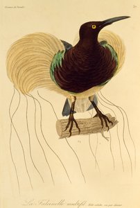 Vuxen hane av tolvtrådiga paradisfåglar (Seleucidis melanoleuca), gravyr från Natural History of Birds of Paradise och Epimagues