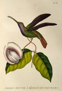 Lazulin Sabrewing (Campylopterus falcatus), gravyr från trochiliderna eller kolibrier och kolibrier