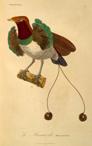 Hane av kung Paradisfågel (Cicinnurus regius), gravyr från paradisfåglars naturhistoria och epimagues