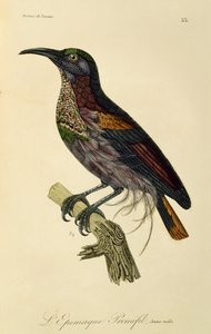 Paradise Riflebird ung hane (Ptiloris paradiseus), gravyr från Natural History of Birds of Paradise och Epimagues av René Primevère Lesson