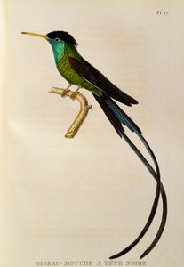 Rödnäbbad Streamertail (Trochilus polytmus), gravyr från The trochilidees eller kolibrier och kolibrier