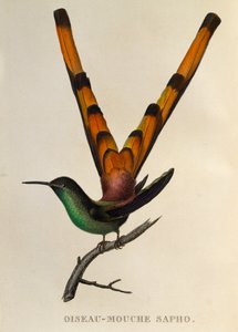Rödstjärtkomet (Sappho sparganurus), gravyr från trochilides eller kolibrier och kolibrier