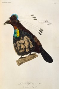 Ung hane av Western Parotia (Parotia sefilata), gravyr från Natural History of Birds of Paradise och Epimagues