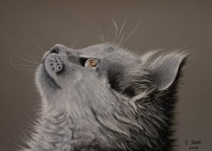 Katt ögonblick