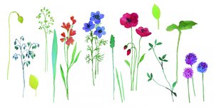Färgglada blommor i akvarell av Renate Holzner