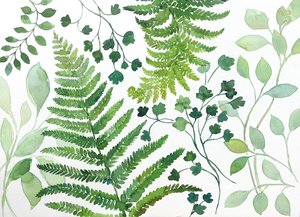 Färska ormbunksblad