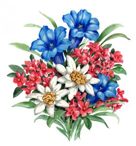 Färgsprakande alpblommor av Renate Holzner