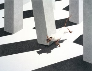 Löpning av Rene Boin