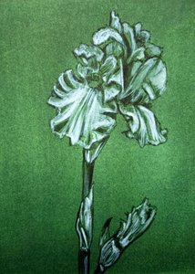 Elegant grön iris