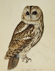 Brunuggla (Strix Ulula) av Rev. C. Atkinson