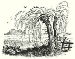 HC Andersen: Bovetet (litho) av Rex (after) Whistler