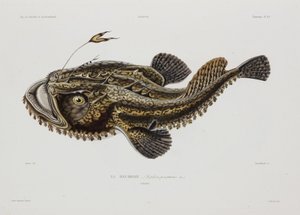 Sportfiskare, Island, tidigt 1800-tal av John Pardon