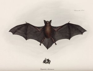 Fladdermus, Sydamerika, ca 1832-1836 av John Pardon