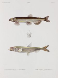 Lodda och nors, Island, tidigt 1800-tal av John Pardon