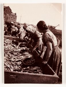 Fiske, fiskare Kvinnor som sorterar fisk, Whitby Harbour, North Yorkshire, ca 1905 av John Pardon