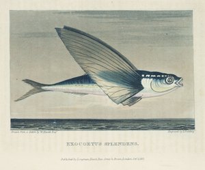 Flygande fisk av John Pardon