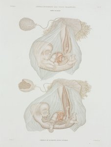Gynekologi Mänskligt foster vid 40 dagar, c 1847-1859 av John Pardon