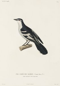 Karou shrike, Port Praslin, New Ireland av John Pardon